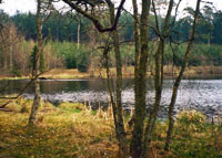 Foto-aal-paa-skallehaler