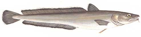 Lange | lystfiskeri, image size:494x129